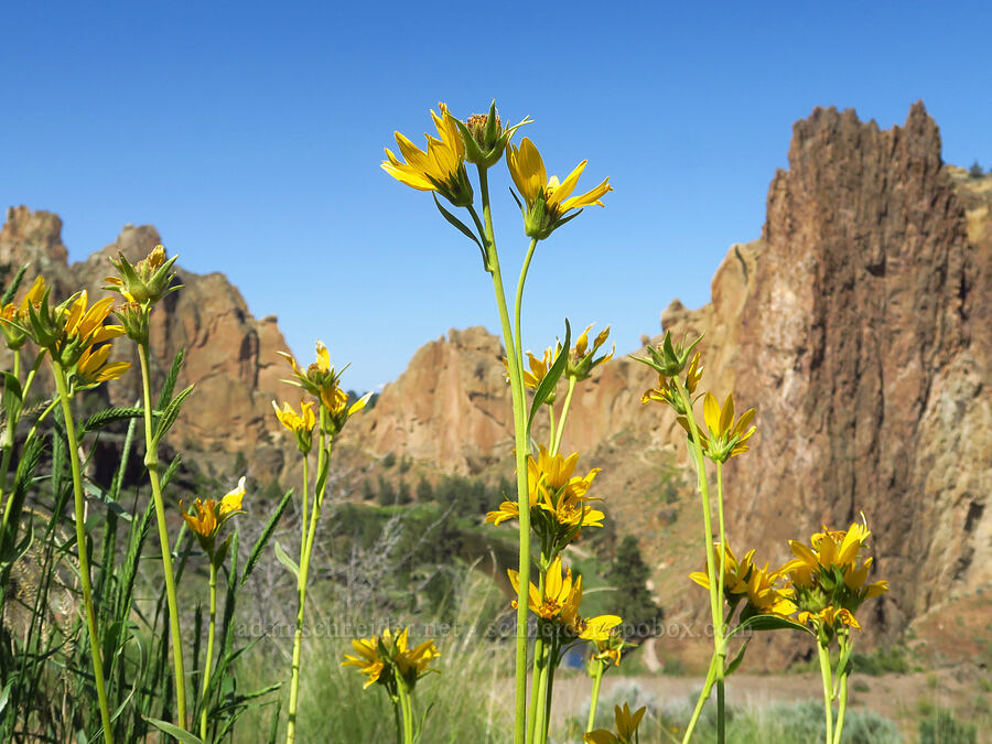 Carey's balsamroot (Balsamorhiza careyana) [Smith Rock State Park, Deschutes County, Oregon]