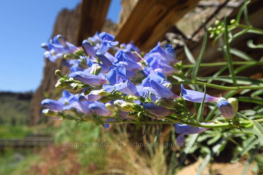 showy penstemon (Penstemon speciosus) [Smith Rock State Park, Deschutes County, Oregon]