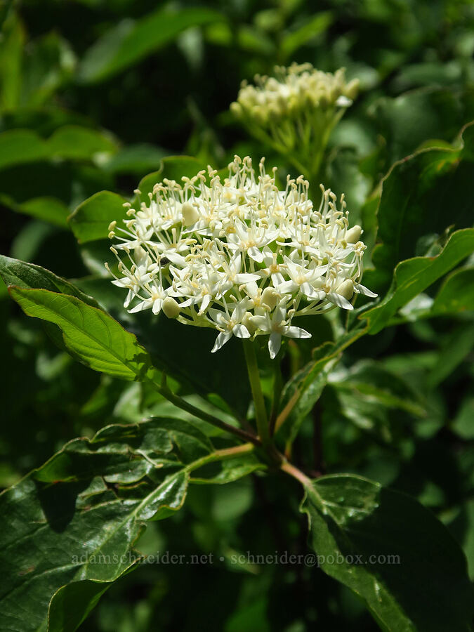 red-osier dogwood (Cornus sericea) [Smith Rock State Park, Deschutes County, Oregon]