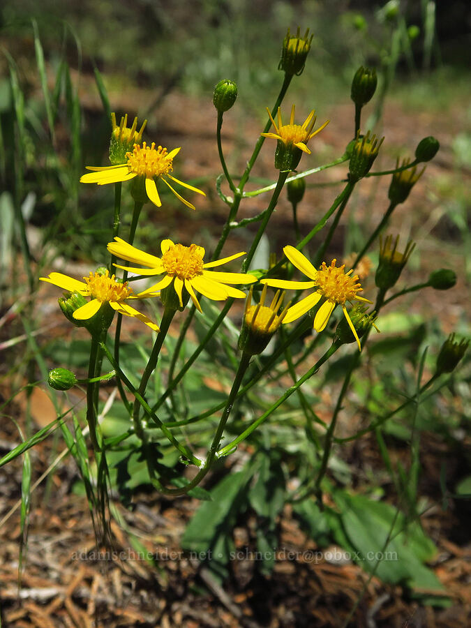 woolly groundsel (Packera cana (Senecio canus)) [Smith Rock State Park, Deschutes County, Oregon]