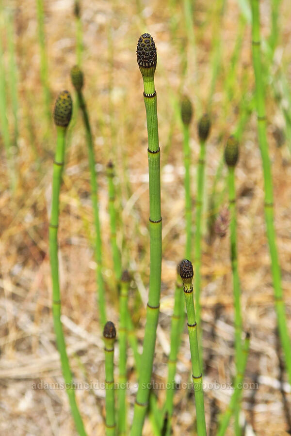 horsetails (Equisetum laevigatum) [Smith Rock State Park, Deschutes County, Oregon]