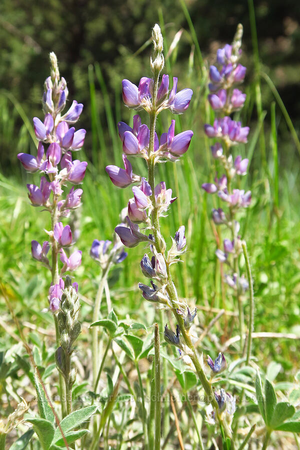 silvery lupine (?) (Lupinus argenteus) [Smith Rock State Park, Deschutes County, Oregon]
