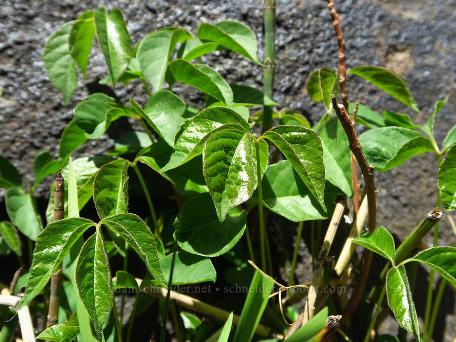 western poison-ivy leaves (Toxicodendron rydbergii (Rhus rydbergii)) [Smith Rock State Park, Deschutes County, Oregon]