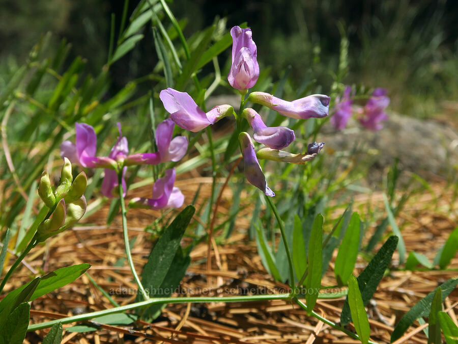 American vetch (Vicia americana) [Smith Rock State Park, Deschutes County, Oregon]