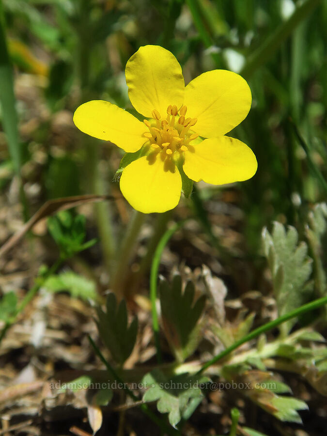 silverweed cinquefoil (Potentilla anserina ssp. anserina (Argentina anserina)) [Smith Rock State Park, Deschutes County, Oregon]