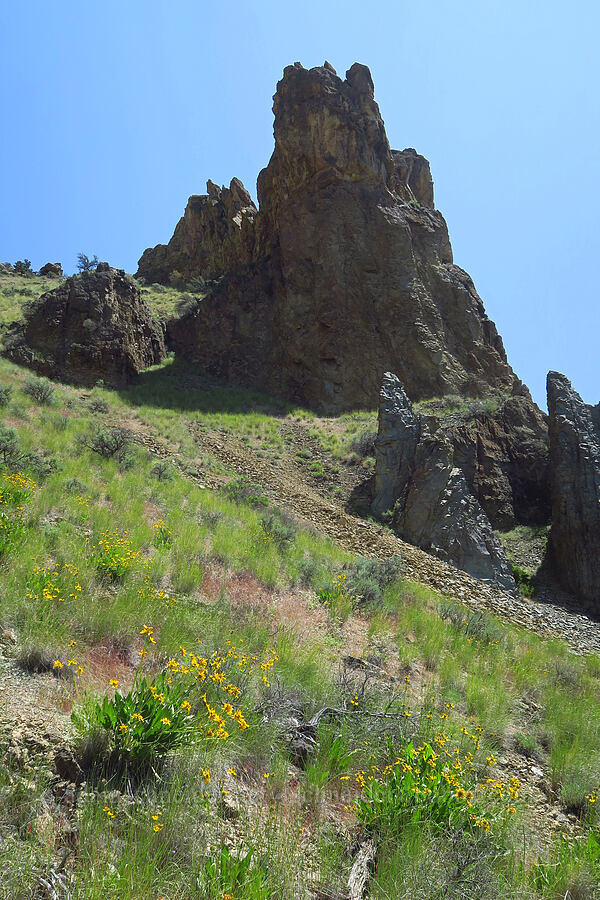 Carey's balsamroot (Balsamorhiza careyana) [Smith Rock State Park, Deschutes County, Oregon]
