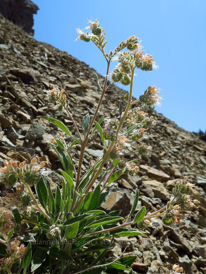 phacelia (Phacelia sp.) [Smith Rock State Park, Deschutes County, Oregon]