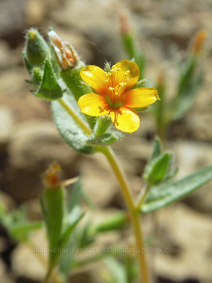 blazing-star (which?) (Mentzelia sp.) [Smith Rock State Park, Deschutes County, Oregon]