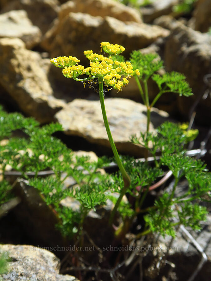turpentine spring-parsley (Cymopterus terebinthinus var. terebinthinus (Pteryxia terebinthina)) [Smith Rock State Park, Deschutes County, Oregon]