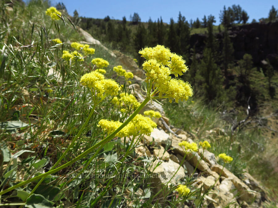 heart-leaf buckwheat (Eriogonum compositum) [Smith Rock State Park, Deschutes County, Oregon]