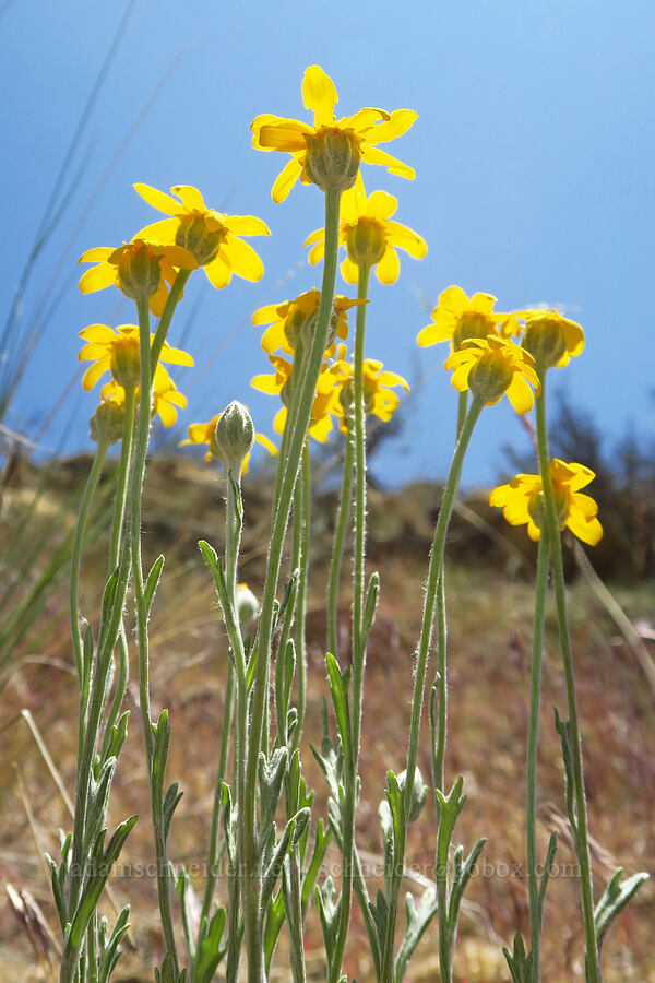 Oregon sunshine (Eriophyllum lanatum) [Smith Rock State Park, Deschutes County, Oregon]