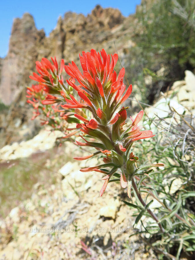 desert paintbrush (Castilleja chromosa) [Smith Rock State Park, Deschutes County, Oregon]
