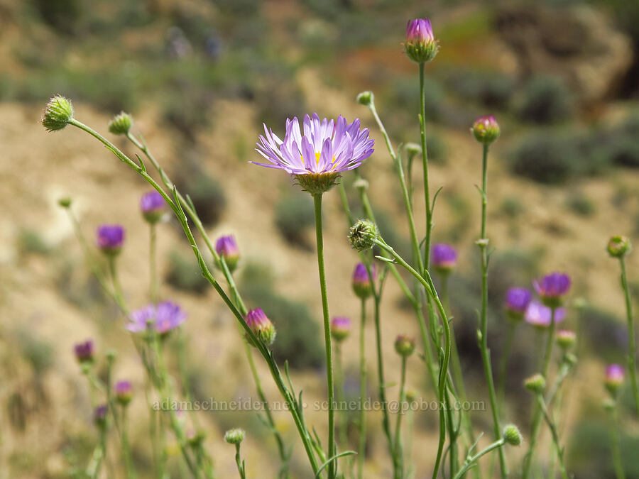 thread-leaf fleabane (Erigeron filifolius) [Smith Rock State Park, Deschutes County, Oregon]