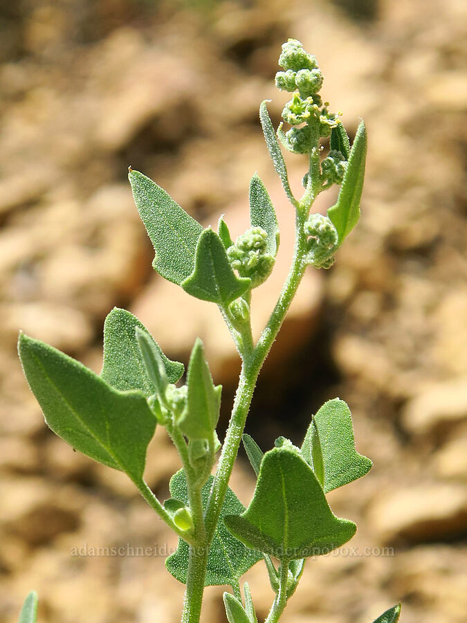 Fremont's goose-foot (Chenopodium fremontii) [Smith Rock State Park, Deschutes County, Oregon]