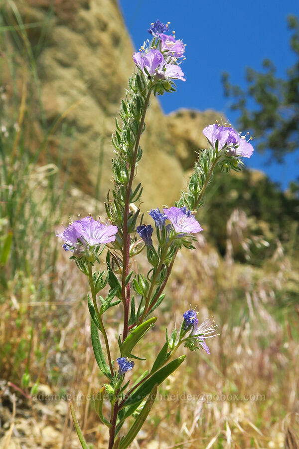 thread-leaf phacelia (Phacelia linearis) [Smith Rock State Park, Deschutes County, Oregon]