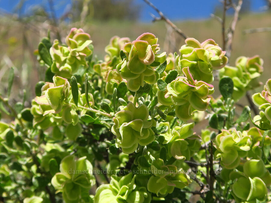 spiny hop-sage (female flowers) (Grayia spinosa (Atriplex spinosa)) [Smith Rock State Park, Deschutes County, Oregon]