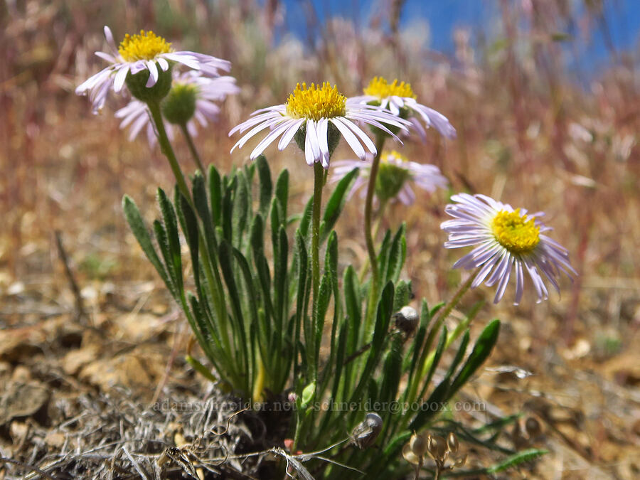 cushion fleabane (Erigeron poliospermus) [Smith Rock State Park, Deschutes County, Oregon]