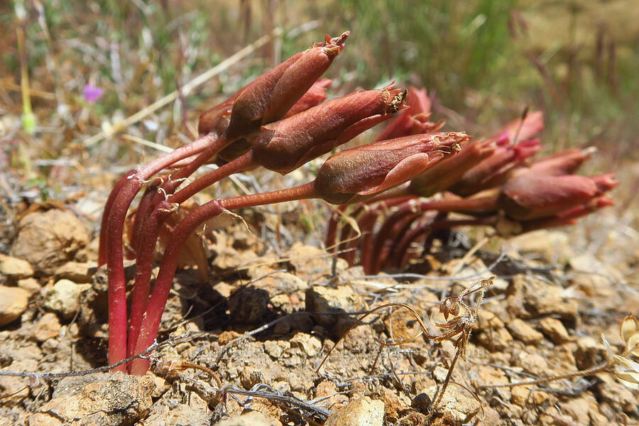 bitterroot, budding (Lewisia rediviva) [Smith Rock State Park, Deschutes County, Oregon]