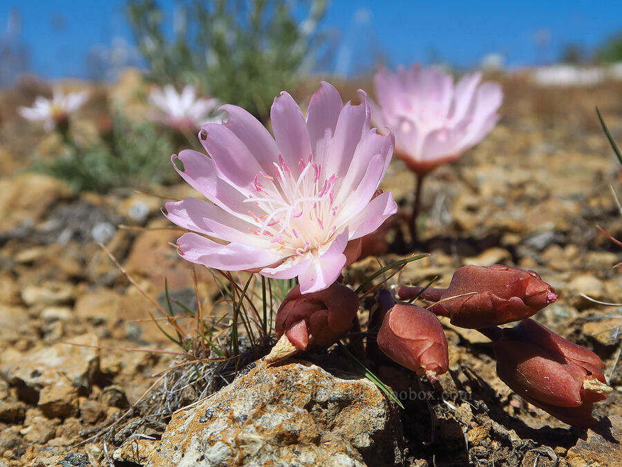bitterroot (Lewisia rediviva) [Smith Rock State Park, Deschutes County, Oregon]