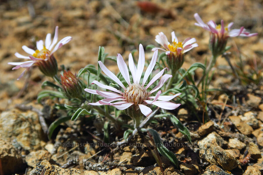showy townsendia (Townsendia florifer (Townsendia florifera)) [Smith Rock State Park, Deschutes County, Oregon]