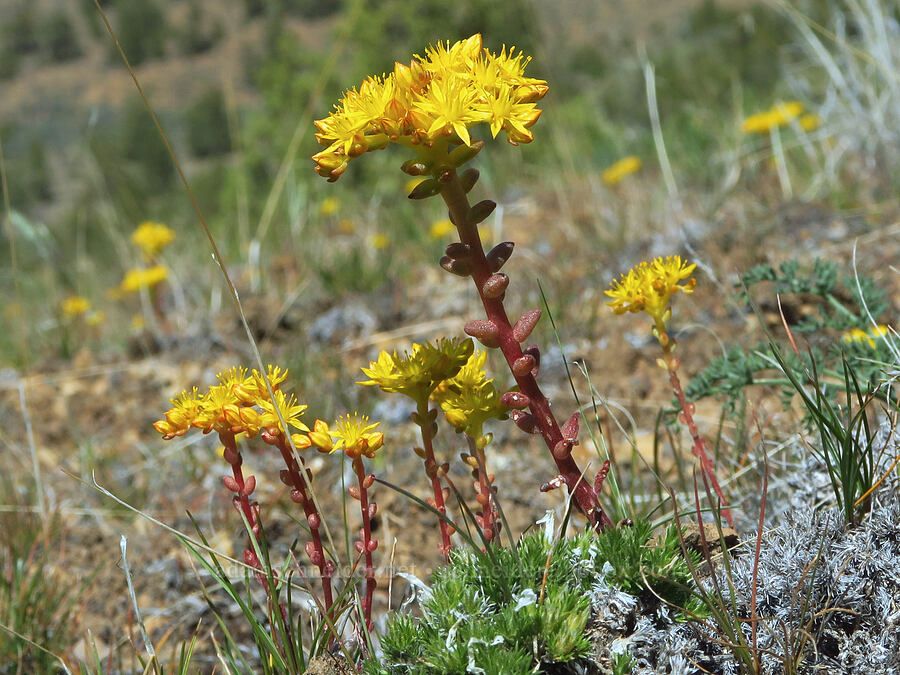 Leiberg's stonecrop (Sedum leibergii) [Smith Rock State Park, Deschutes County, Oregon]