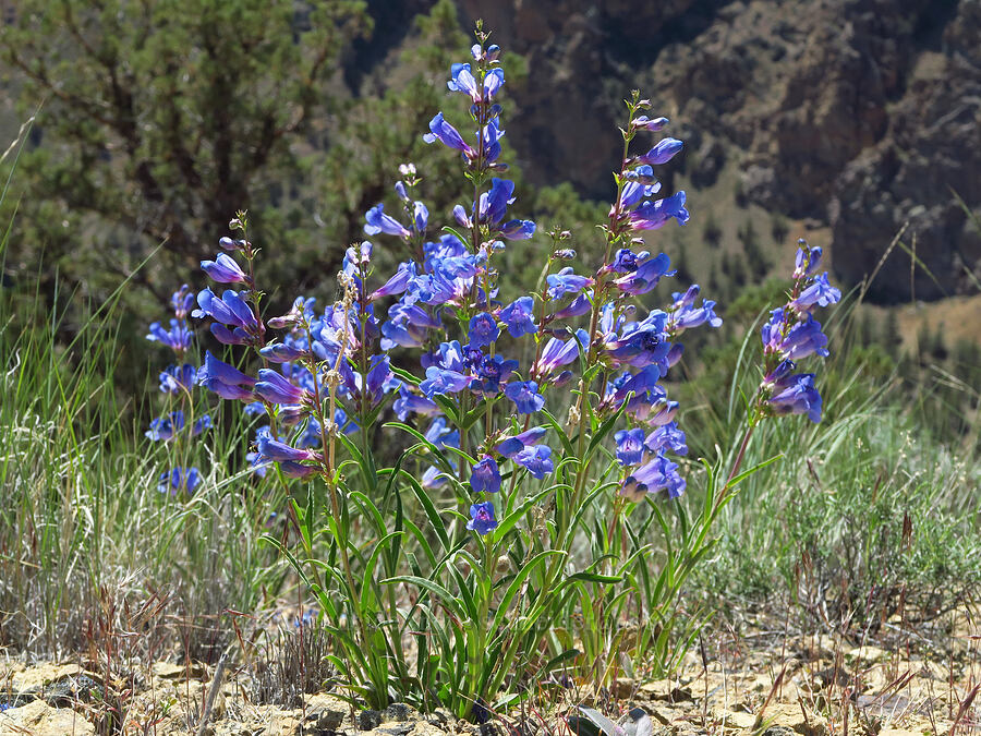 showy penstemon (Penstemon speciosus) [Smith Rock State Park, Deschutes County, Oregon]