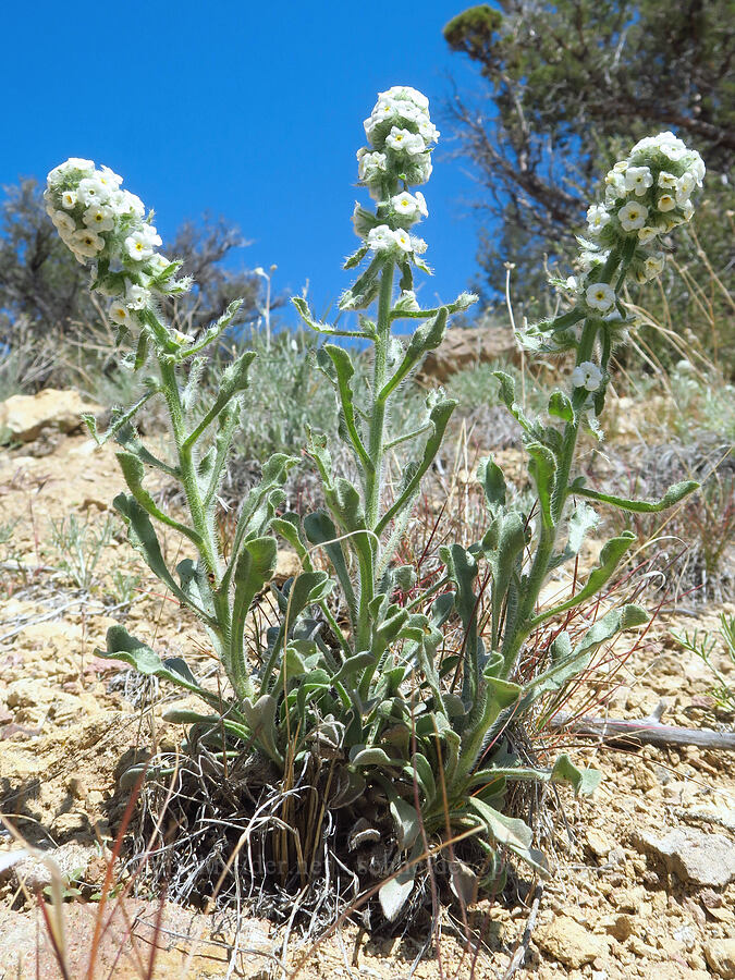 cock's-comb cryptantha (Oreocarya glomerata (Cryptantha celosioides)) [Smith Rock State Park, Deschutes County, Oregon]