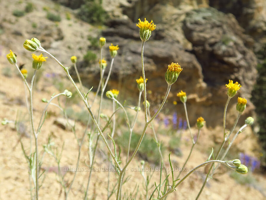 Columbia cut-leaf (Hymenopappus filifolius) [Smith Rock State Park, Deschutes County, Oregon]