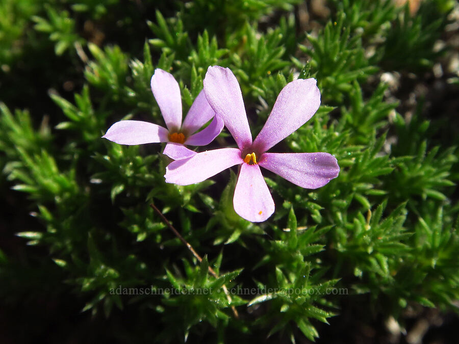 Douglas' phlox (Phlox douglasii (Phlox caespitosa)) [Smith Rock State Park, Deschutes County, Oregon]