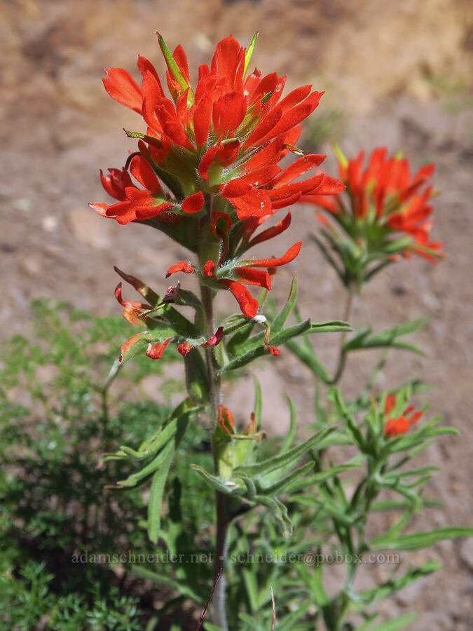 paintbrush (Castilleja sp.) [Smith Rock State Park, Deschutes County, Oregon]