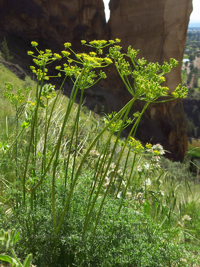 turpentine spring-parsley (Cymopterus terebinthinus var. terebinthinus (Pteryxia terebinthina)) [Smith Rock State Park, Deschutes County, Oregon]