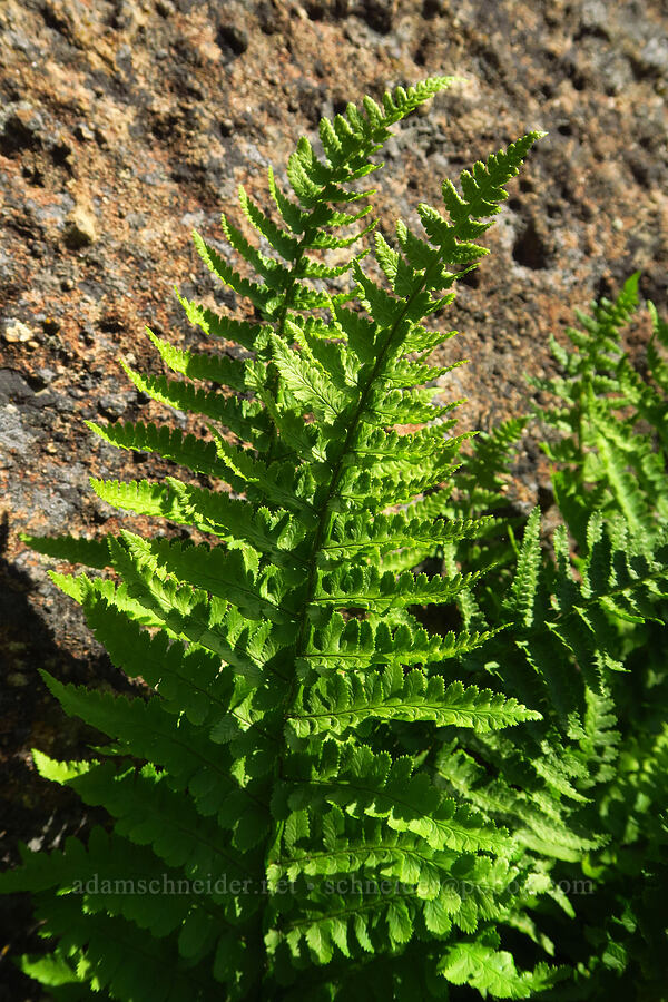 coastal wood fern (Dryopteris arguta) [Smith Rock State Park, Deschutes County, Oregon]