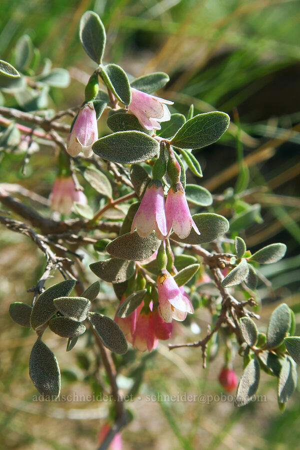 mountain snowberry flowers (Symphoricarpos rotundifolius) [Smith Rock State Park, Deschutes County, Oregon]
