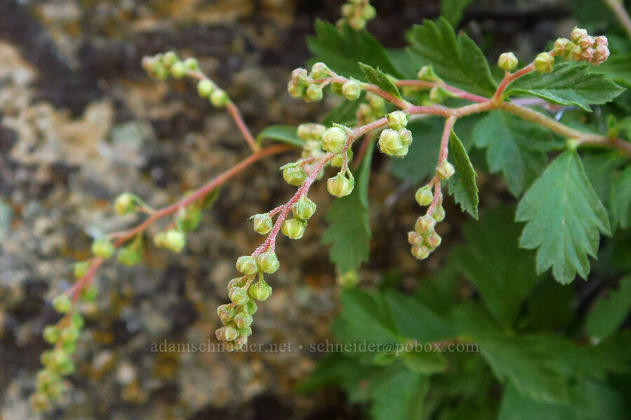 rock-spiraea (little-leaf ocean-spray) (Holodiscus microphyllus var. glabrescens) [Smith Rock State Park, Deschutes County, Oregon]