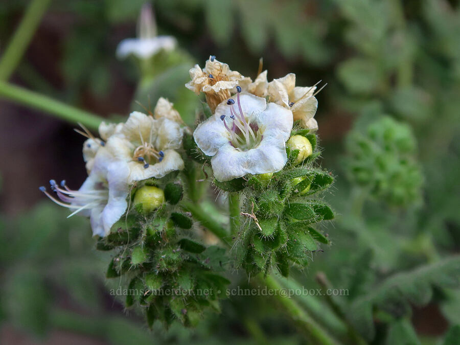 branching phacelia (Phacelia ramosissima) [Smith Rock State Park, Deschutes County, Oregon]