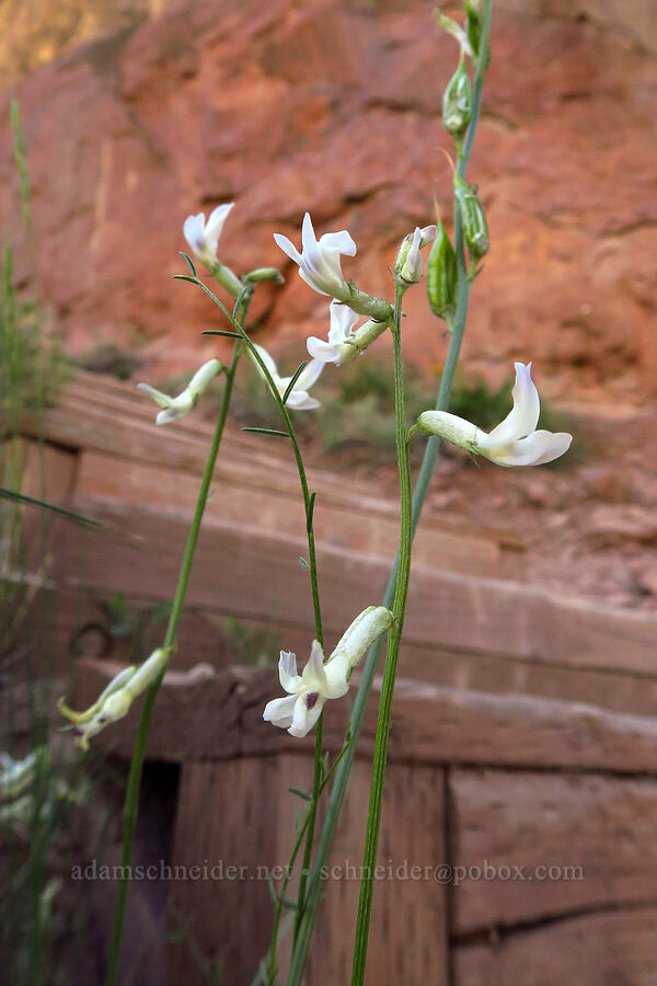 Idaho milk-vetch (Astragalus conjunctus) [Smith Rock State Park, Deschutes County, Oregon]