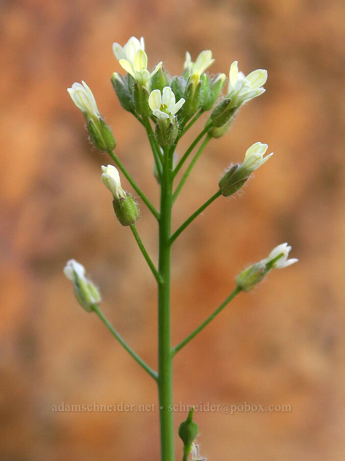 small-pod false-flax (Camelina microcarpa) [Smith Rock State Park, Deschutes County, Oregon]