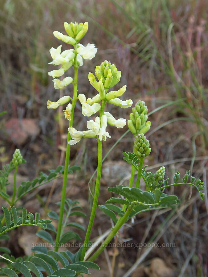 curve-pod milk-vetch (Astragalus curvicarpus) [Smith Rock State Park, Deschutes County, Oregon]