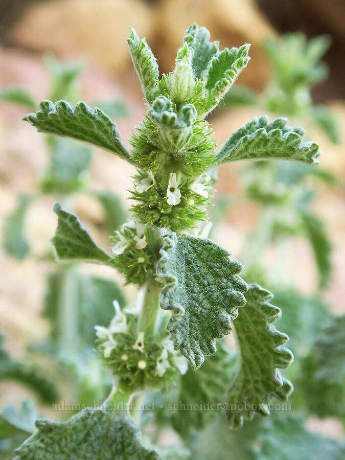 horehound (Marrubium vulgare) [Smith Rock State Park, Deschutes County, Oregon]