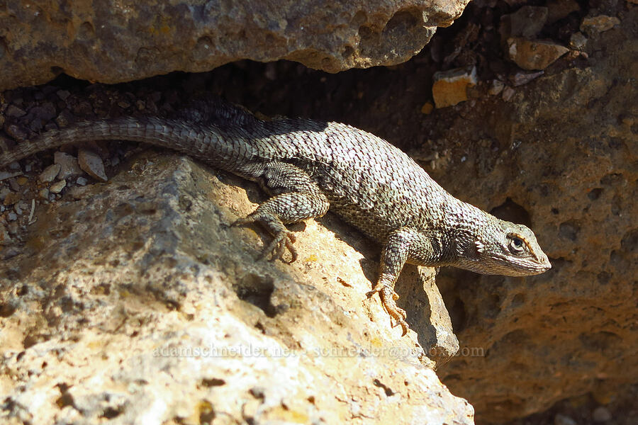 fat lizard (Sceloporus occidentalis) [Smith Rock State Park, Deschutes County, Oregon]