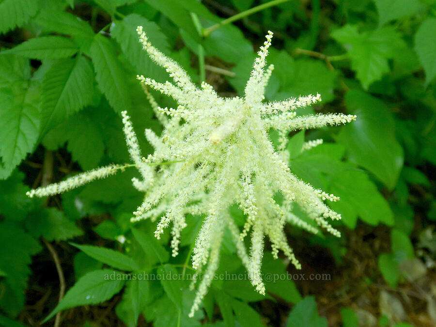 goat's-beard (Aruncus dioicus (Aruncus sylvester)) [Grouse Vista Trail, Yacolt Burn State Forest, Clark County, Washington]