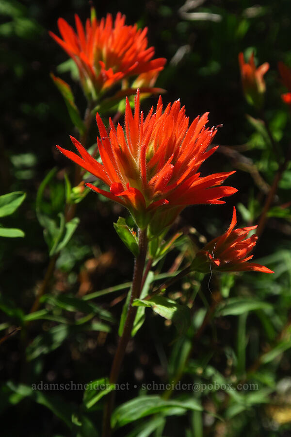 scarlet paintbrush (Castilleja miniata) [Grouse Vista Trail, Yacolt Burn State Forest, Clark County, Washington]