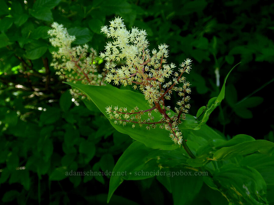 feathery false-Solomon's-seal (Maianthemum racemosum ssp. amplexicaule (Smilacina racemosa)) [Grouse Vista Trail, Gifford Pinchot National Forest, Clark County, Washington]