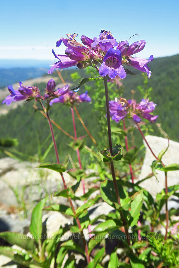 Cascade penstemon (Penstemon serrulatus) [Grouse Vista Trail, Gifford Pinchot National Forest, Clark County, Washington]