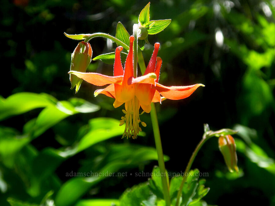 western columbine (Aquilegia formosa) [Grouse Vista Trail, Gifford Pinchot National Forest, Clark County, Washington]