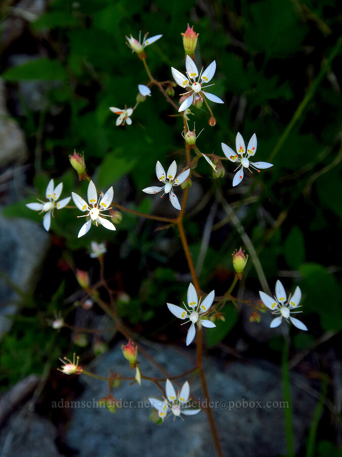 rusty saxifrage (Micranthes ferruginea (Saxifraga ferruginea)) [Grouse Vista Trail, Gifford Pinchot National Forest, Clark County, Washington]