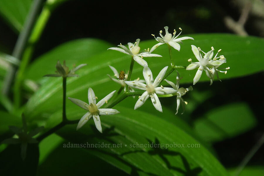 starry false-Solomon's-seal (Maianthemum stellatum (Smilacina stellata)) [Grouse Vista Trail, Gifford Pinchot National Forest, Skamania County, Washington]