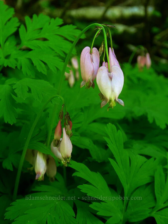 bleeding-hearts (Dicentra formosa) [Grouse Vista Trail, Gifford Pinchot National Forest, Skamania County, Washington]