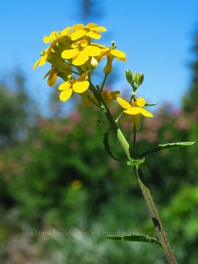 wallflower (Erysimum capitatum) [Silver Star Trail, Gifford Pinchot National Forest, Skamania County, Washington]