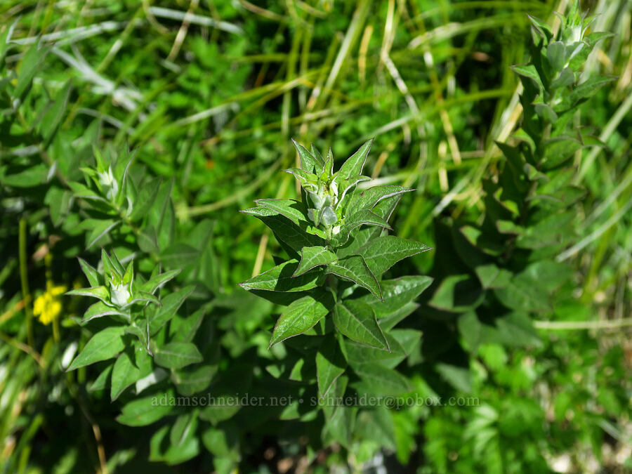 Cascade aster leaves (Doellingeria ledophylla (Eucephalus ledophyllus) (Aster ledophyllus)) [Silver Star Trail, Gifford Pinchot National Forest, Skamania County, Washington]
